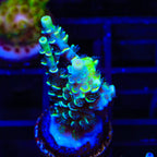 TSA Sour Diesel Malaysian Tenuis Acropora Coral