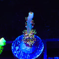 TSA Mango Passion Tenuis Acropora Coral