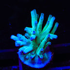 ORA Hawkins Echinata Acropora Coral