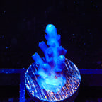 Jake Adams Immortal Tort Acropora Coral