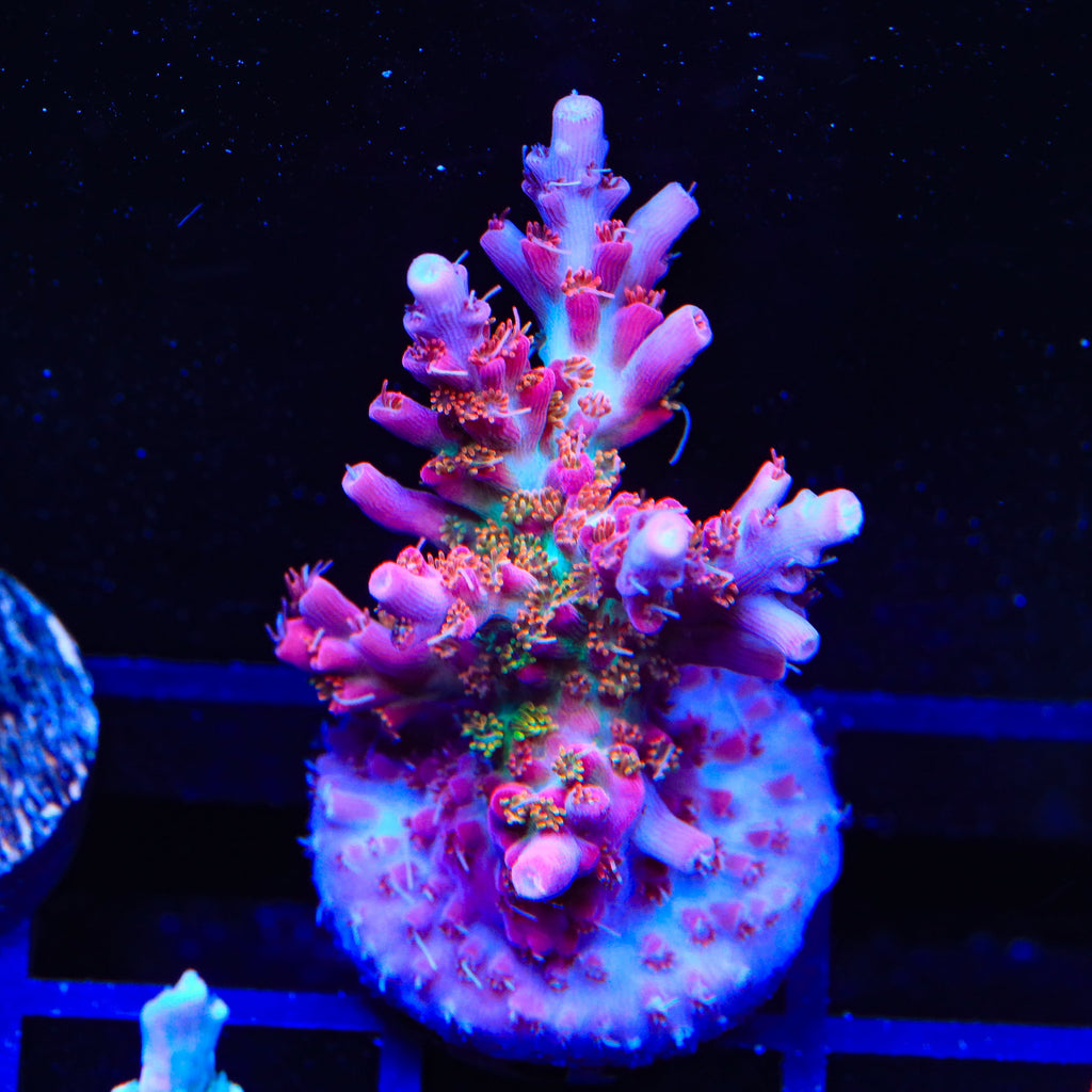 Vivid's Confetti Acropora Coral