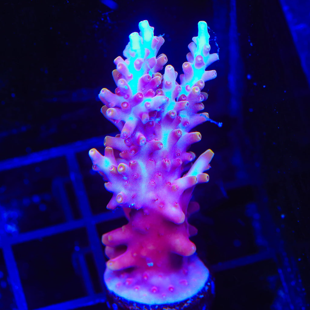 TSA Fire Dragon Acropora Coral
