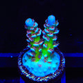 TSA Blueberry Mai Tai Tenuis Acropora Coral
