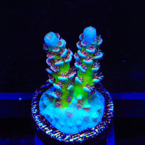 TSA Blueberry Mai Tai Tenuis Acropora Coral