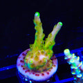 CB Golden Jawdropper Acropora Coral
