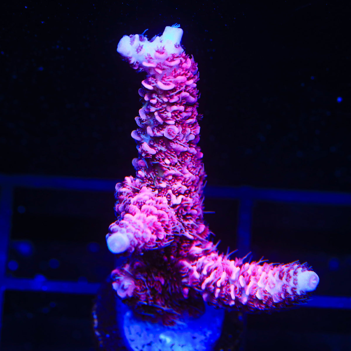 TSA Red Tornado Acropora Coral