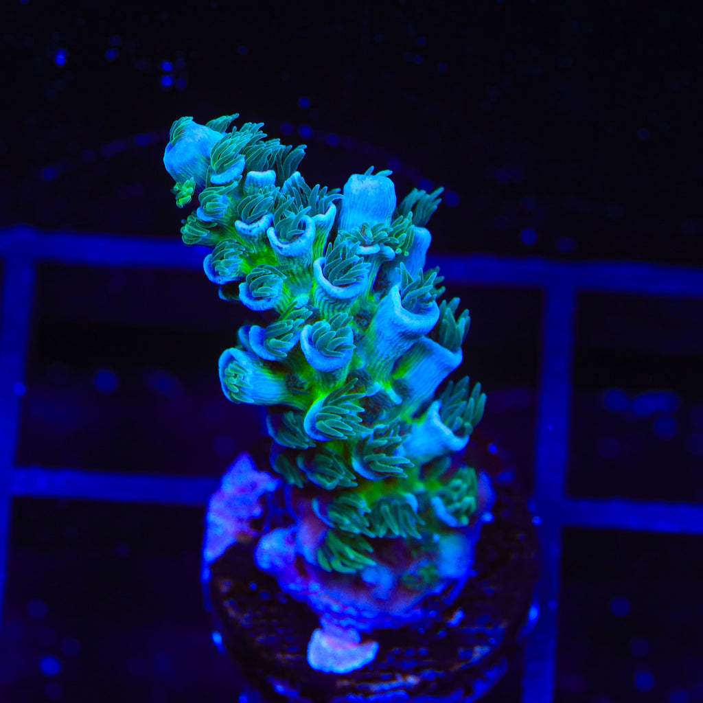 TSA Mystique Acropora Coral