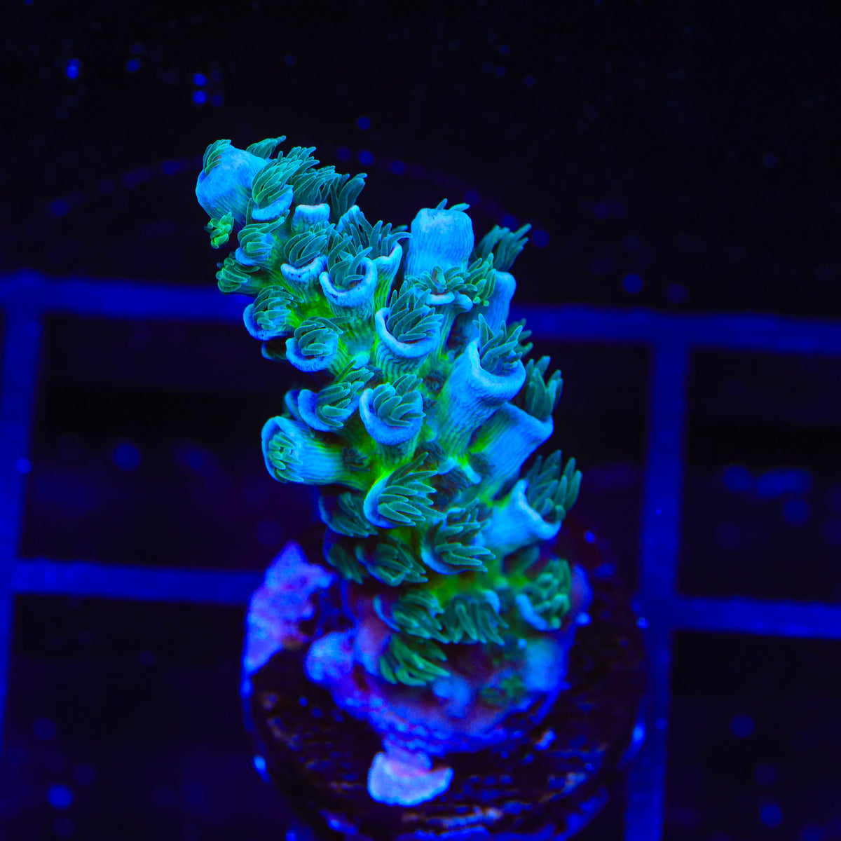 TSA Mystique Acropora Coral