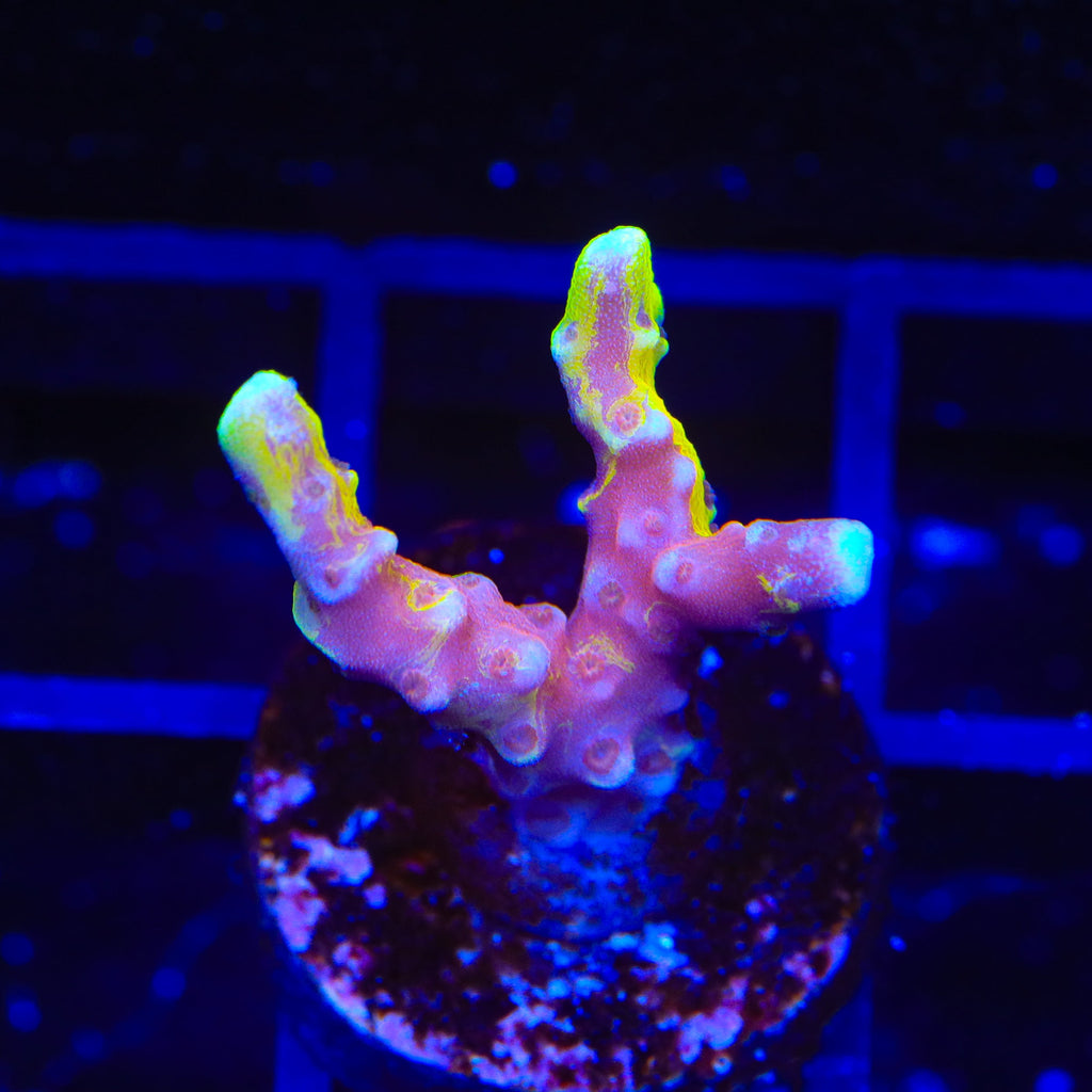 TSA Golden Waves Grafted Anacropora Coral