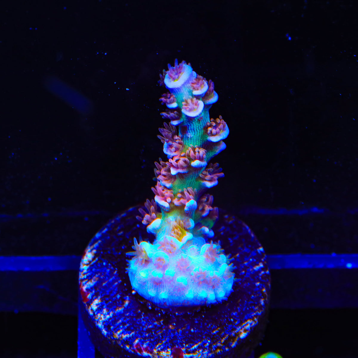 TSA El Scorcho Acropora Coral