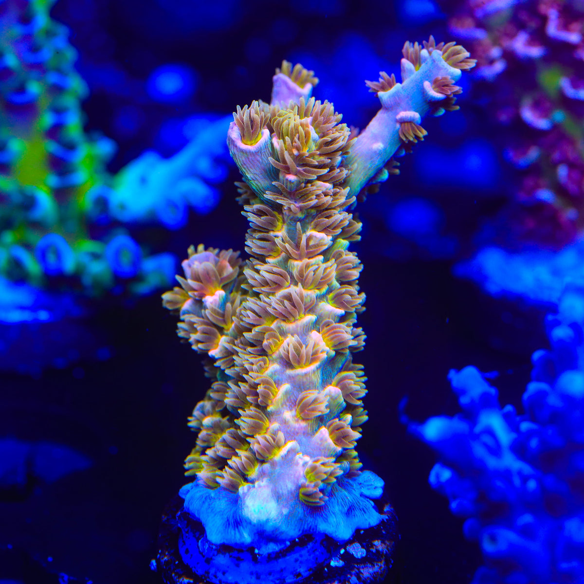 TSA Mango Passion Tenuis Acropora Coral