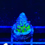 Sanjay's Red Photon Acropora Coral