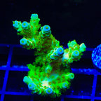 TSA Grinch Sarmentosa Acropora Coral