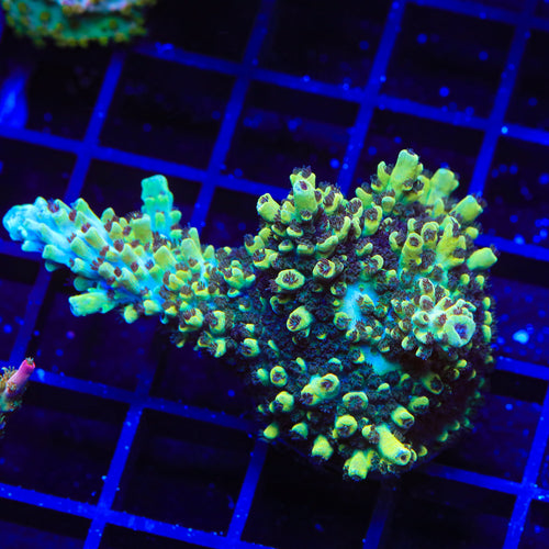 GB Fury Acropora XL Frag Coral