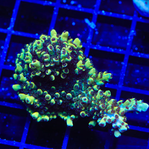 GB Fury Acropora XL Frag Coral