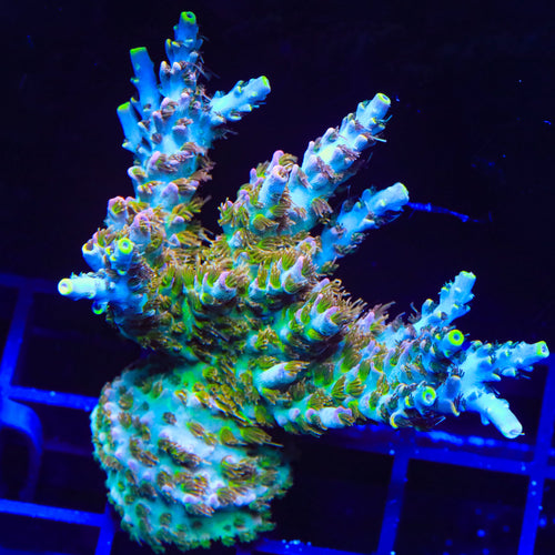 TSA Long Island Acropora Colony Coral