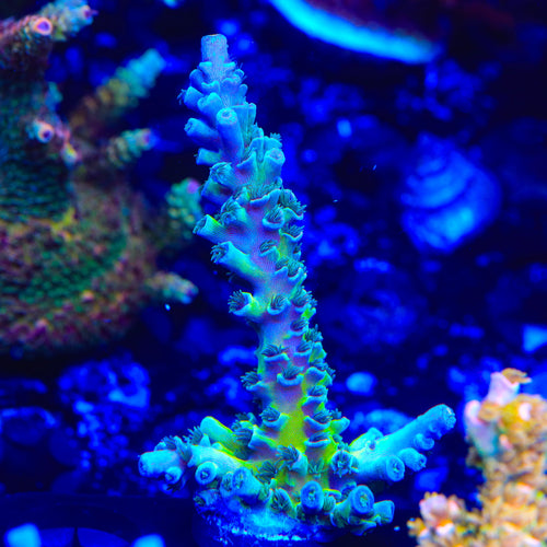 TSA Mystique Acropora Coral