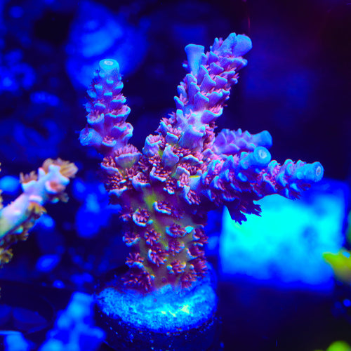 TSA Nebula Tenuis Acropora Coral