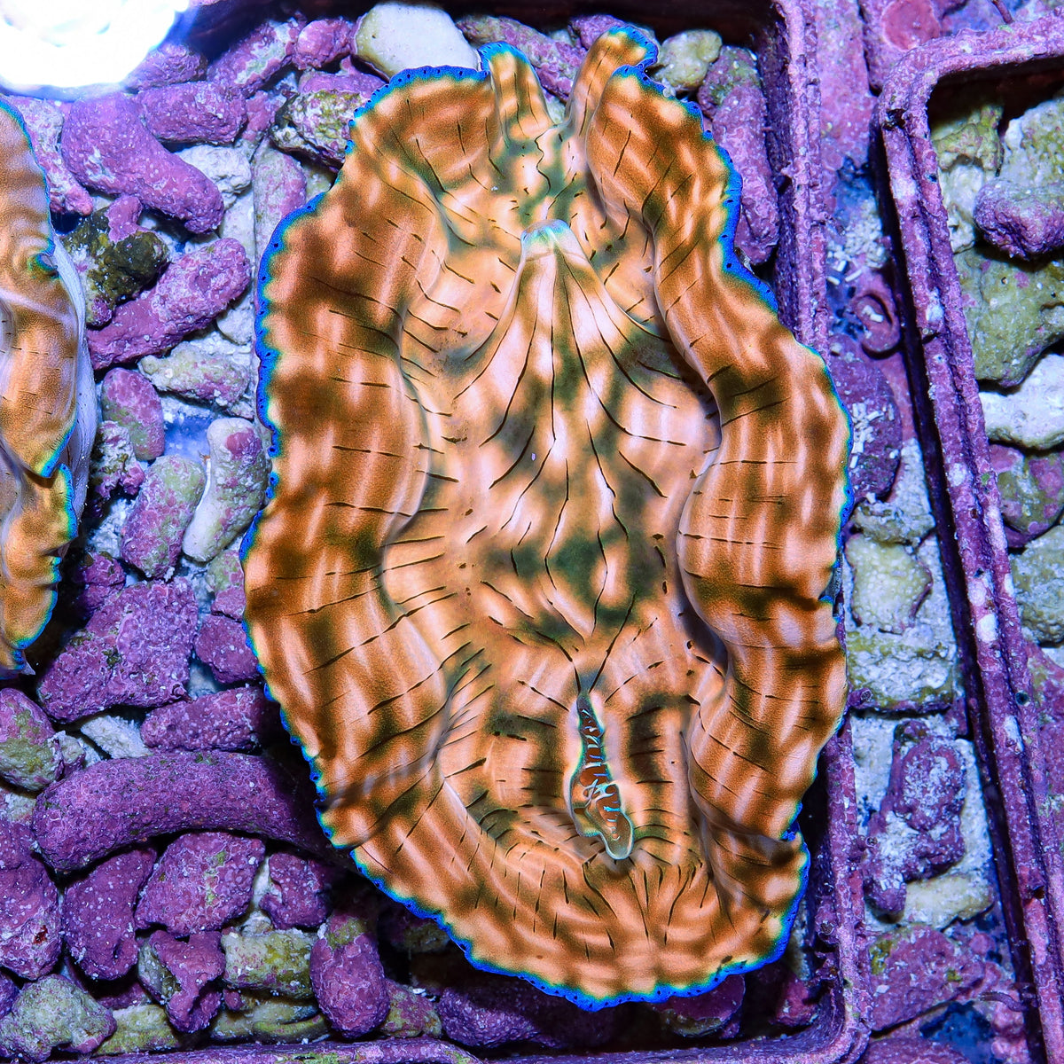 Ultra Derasa Clam