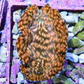 Ultra Derasa Clam