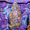 Ultra Derasa Clam