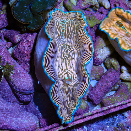 Zebra Derasa Clam