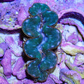 Ultra Maxima Clam