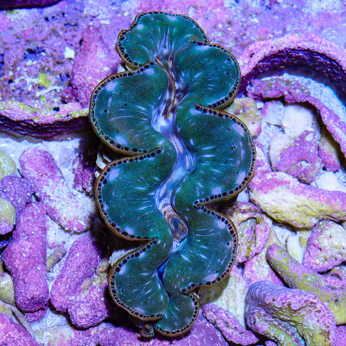 Ultra Maxima Clam