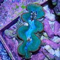 Ultra Maxima Clam