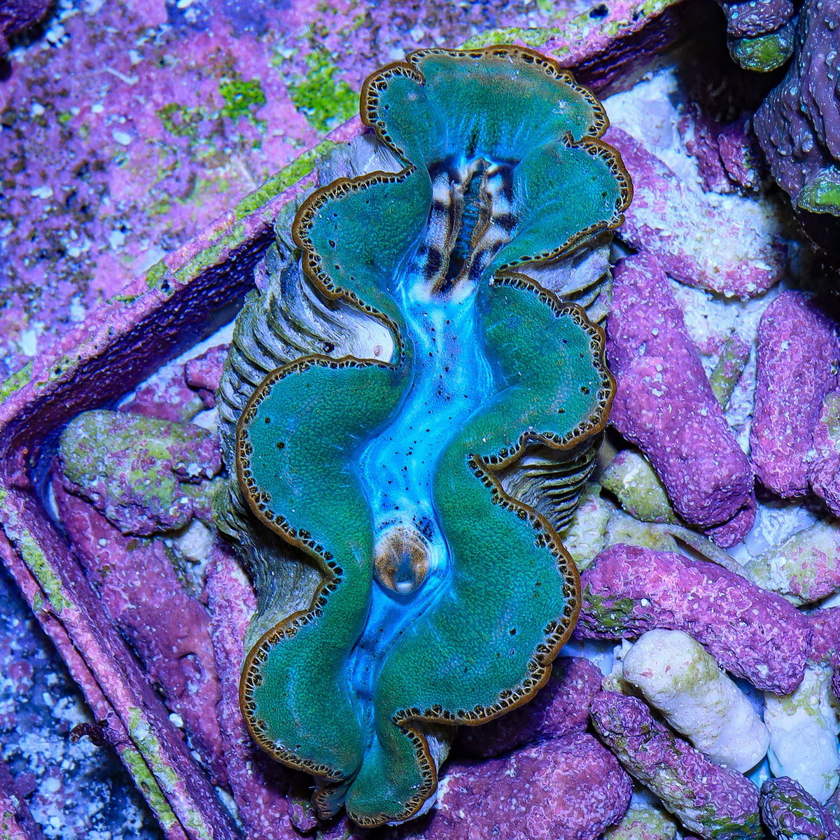 Ultra Maxima Clam