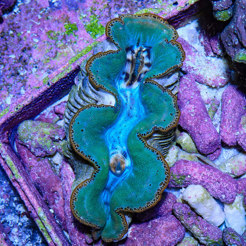 Ultra Maxima Clam