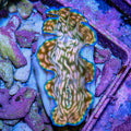 Ultra Derasa Clam