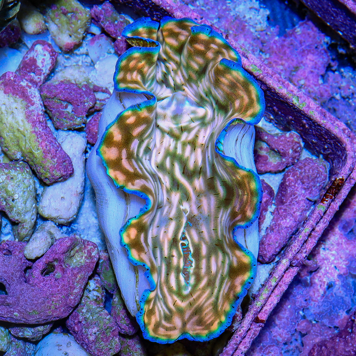 Ultra Derasa Clam