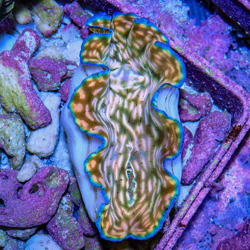 Ultra Derasa Clam