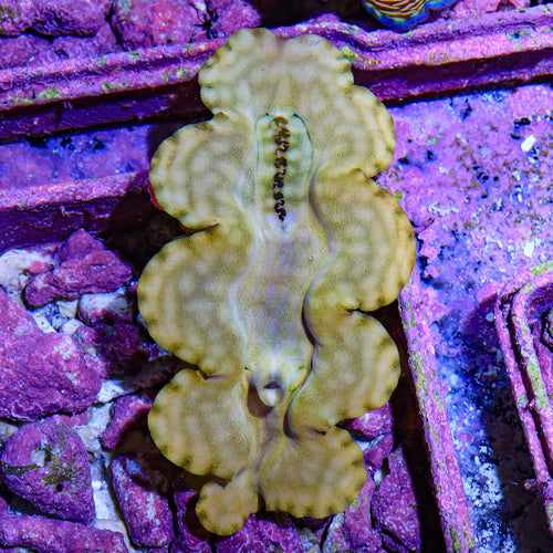 Ultra Gold Squamosa Clam