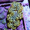 Ultra Gold Squamosa Clam