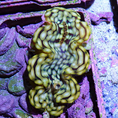 Ultra Gold Squamosa Clam