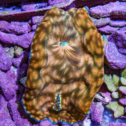 Ultra Derasa Clam