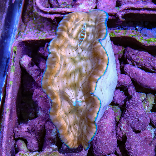 Ultra Derasa Clam