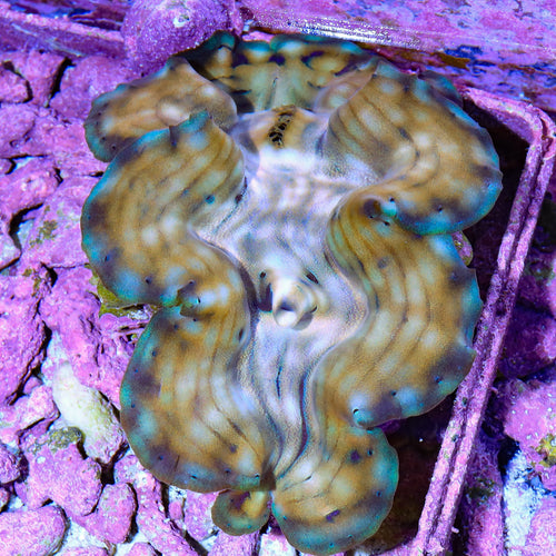 Ultra Squamosa Clam