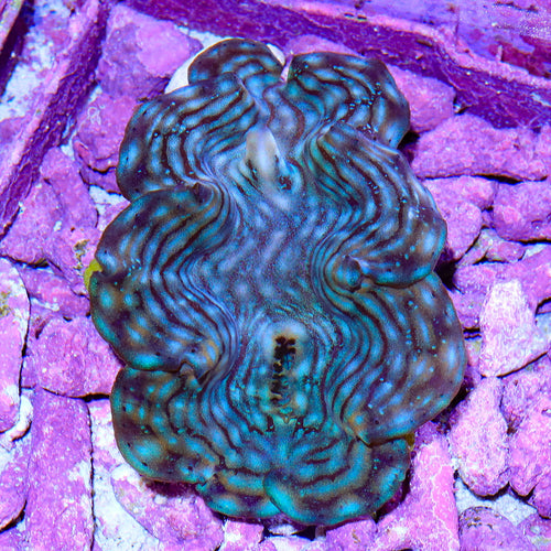 Ultra Blue Squamosa Clam