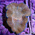 Zebra Derasa Clam