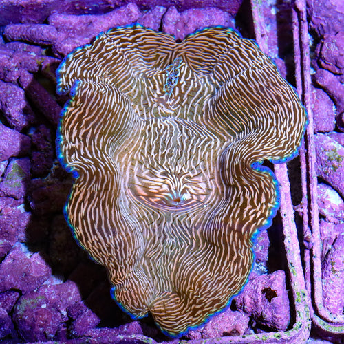 Zebra Derasa Clam