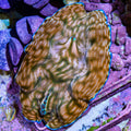 Ultra Derasa Clam
