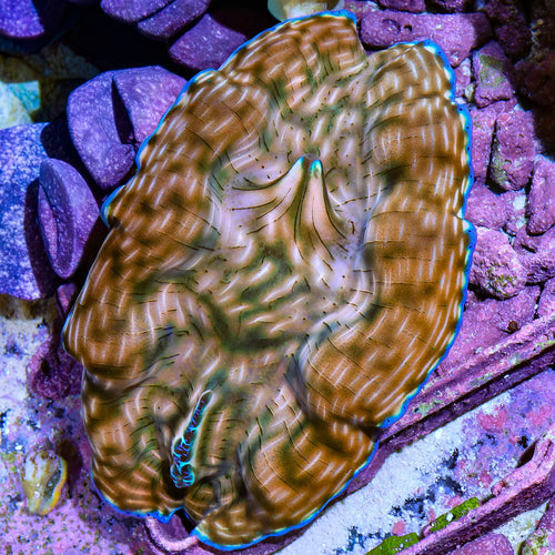 Ultra Derasa Clam