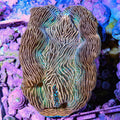 Zebra Derasa Clam