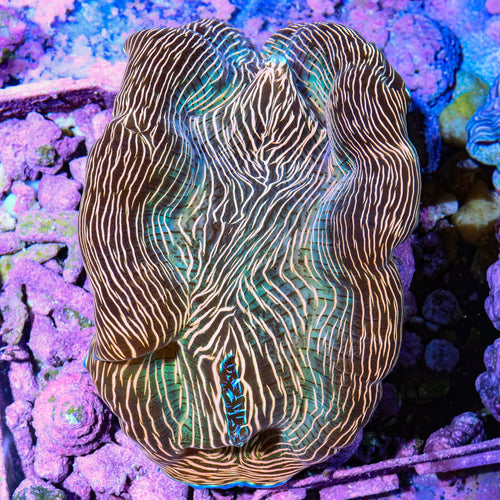 Zebra Derasa Clam