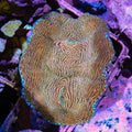 Zebra Derasa Clam