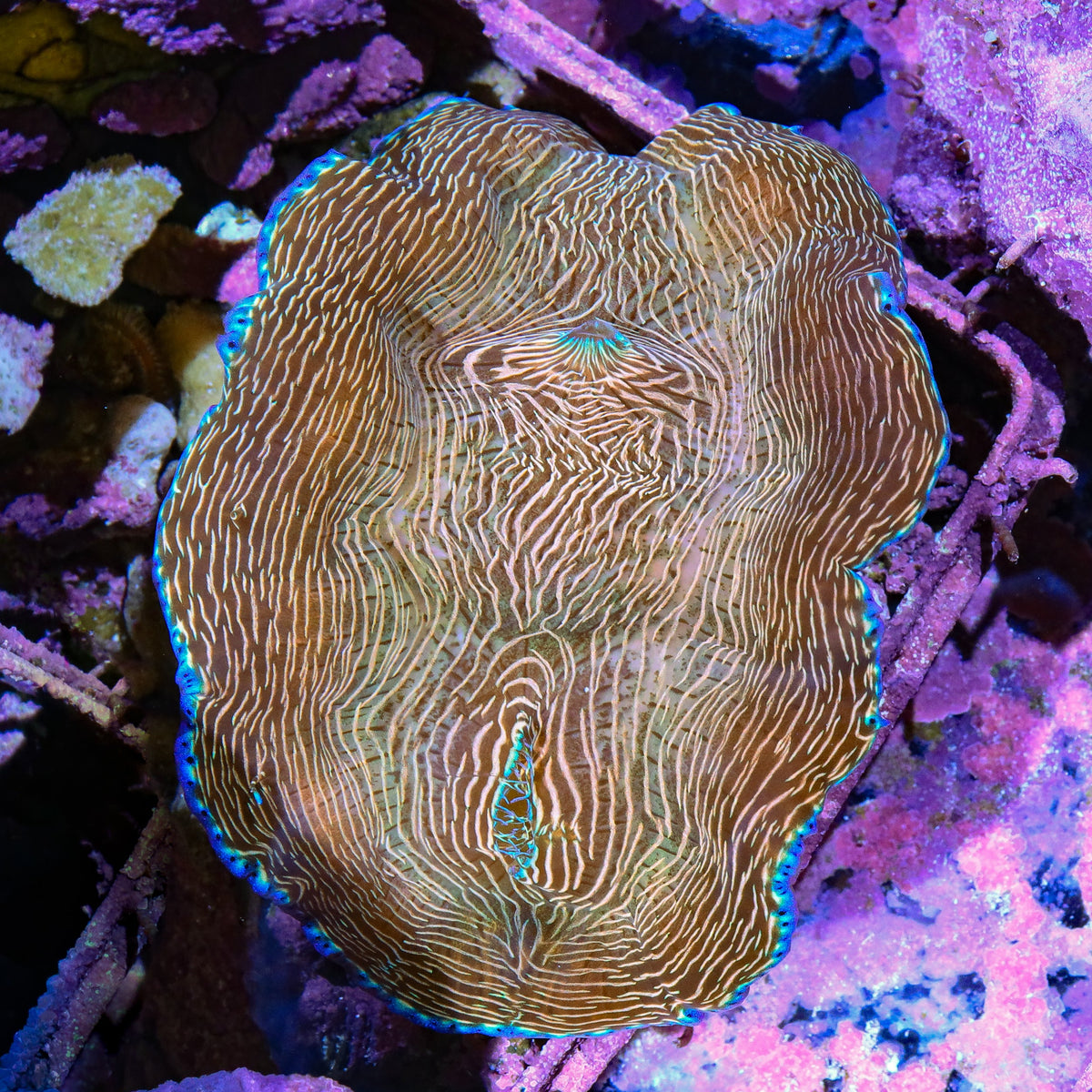 Zebra Derasa Clam