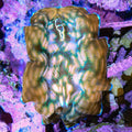 Ultra Derasa Clam